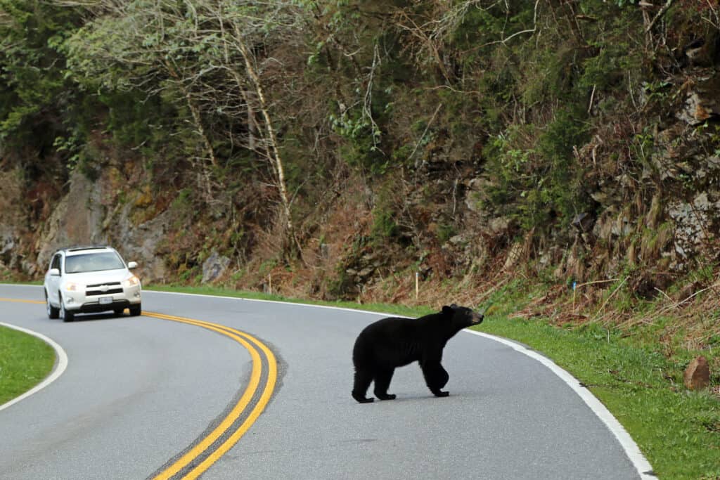 A black bear walking down a road next to a car.